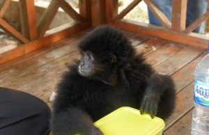 Marques dan Wilona, Sepasang Siamang Coba Lepas dari Trauma