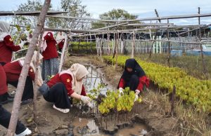 Wujudkan Aksi Nyata, HIMKA FKIP USK Tanam 100 Jenis Mangrove
